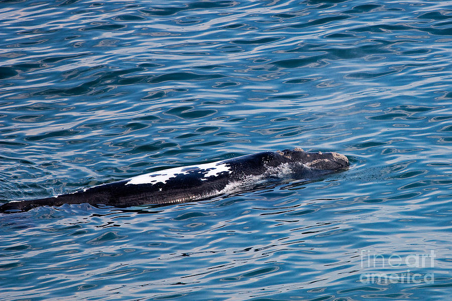 Southern Right Whale Eubalaena Australis #1 Photograph by Gerard Lacz