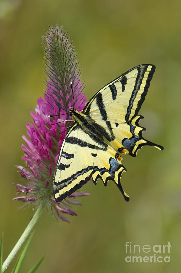 Southern Swallowtail Butterfly #1 Photograph by Steen Drozd Lund