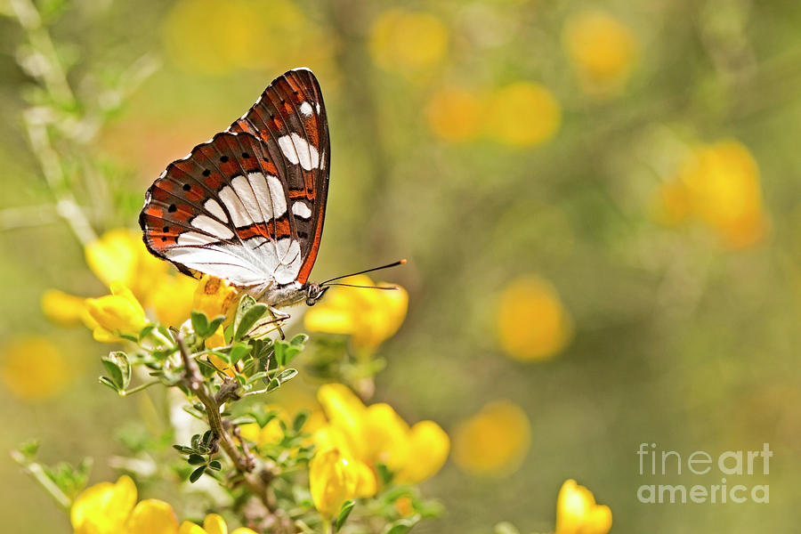 Southern White Admiral butterfly #1 Photograph by Alon Meir