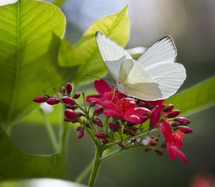 Southern White Butterfly  #3 Photograph by Saija Lehtonen