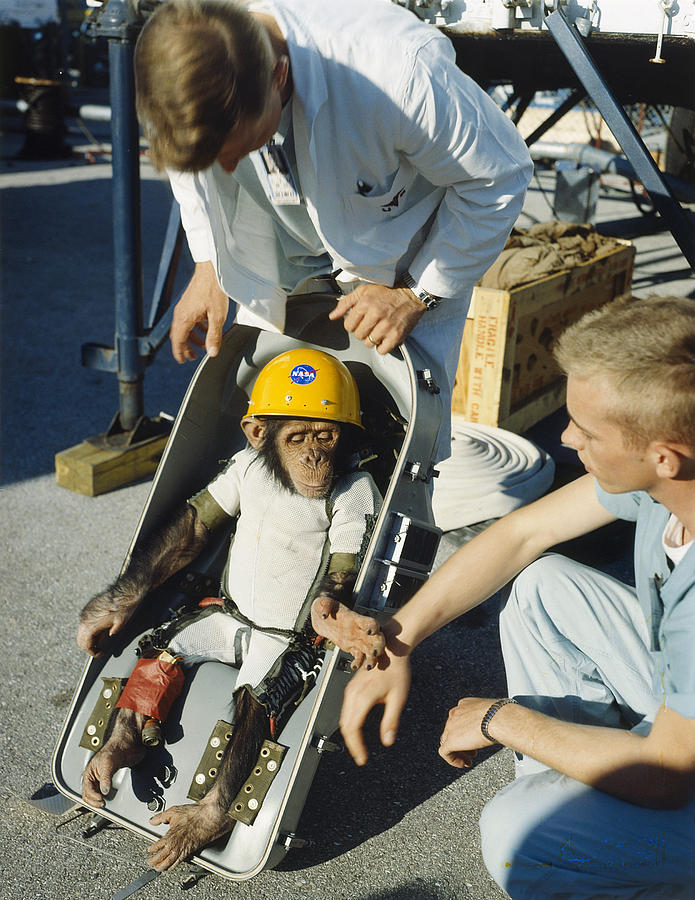 Space: Chimpanzee, 1961 #1 Photograph by Granger