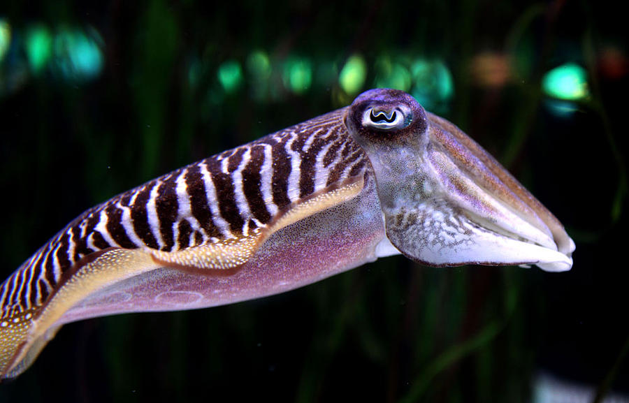 Squid in Spain Photograph by Bike Flower | Fine Art America