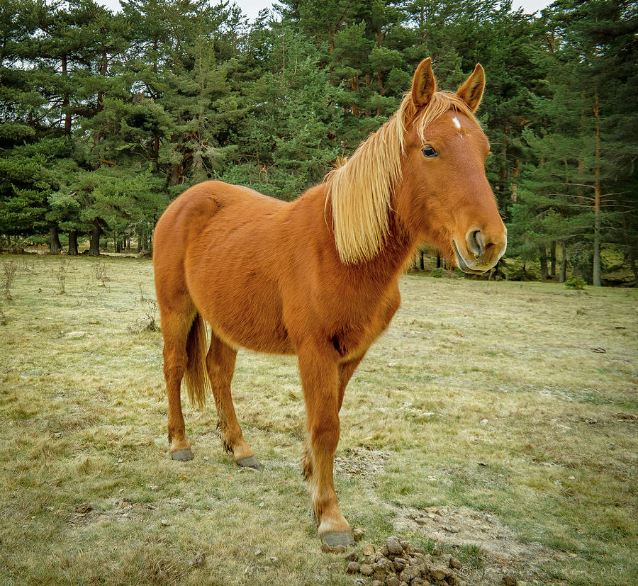 Spanish Horse #1 Photograph by Henri Irizarri