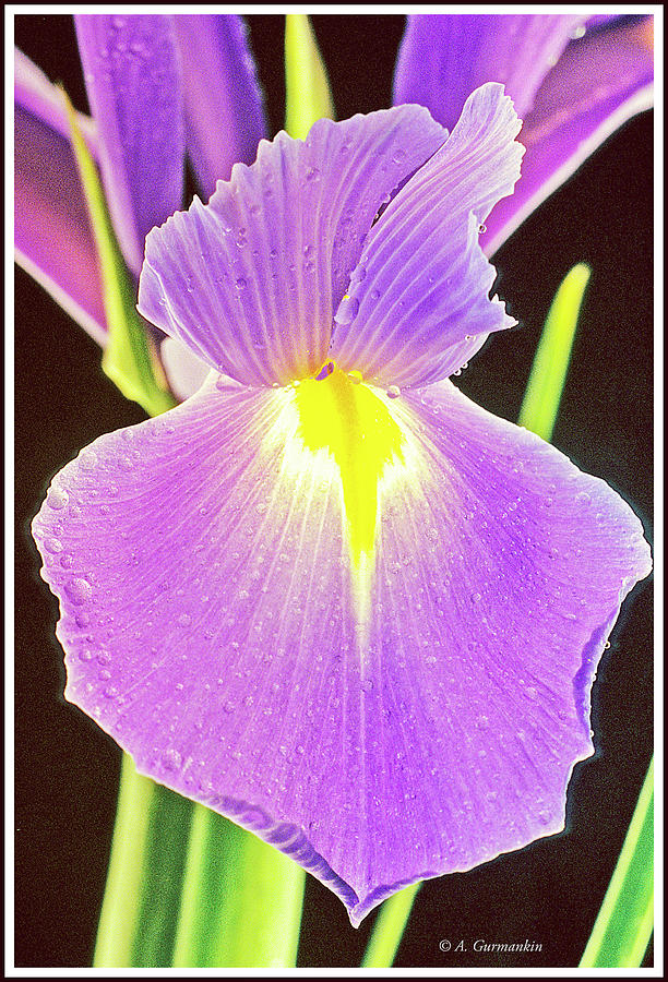 Spanish Iris #1 Photograph by A Macarthur Gurmankin