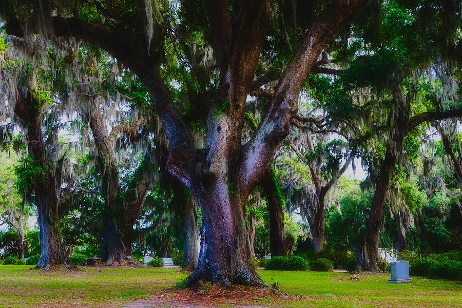 Spanish Moss Photograph - Spanish Moss In Cemetery by Mountain Dreams.
