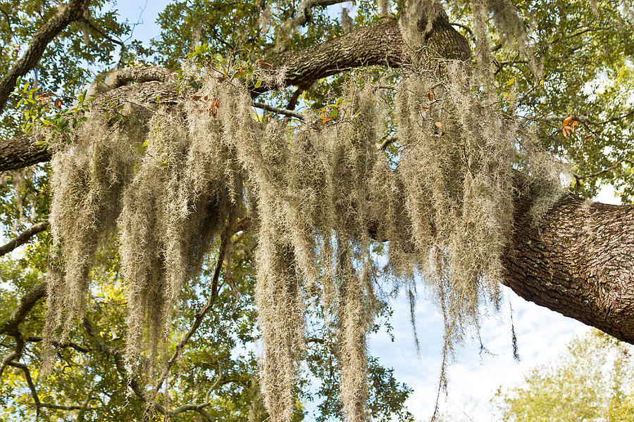 Spanish Moss Photograph by Inga Spence Fine Art America