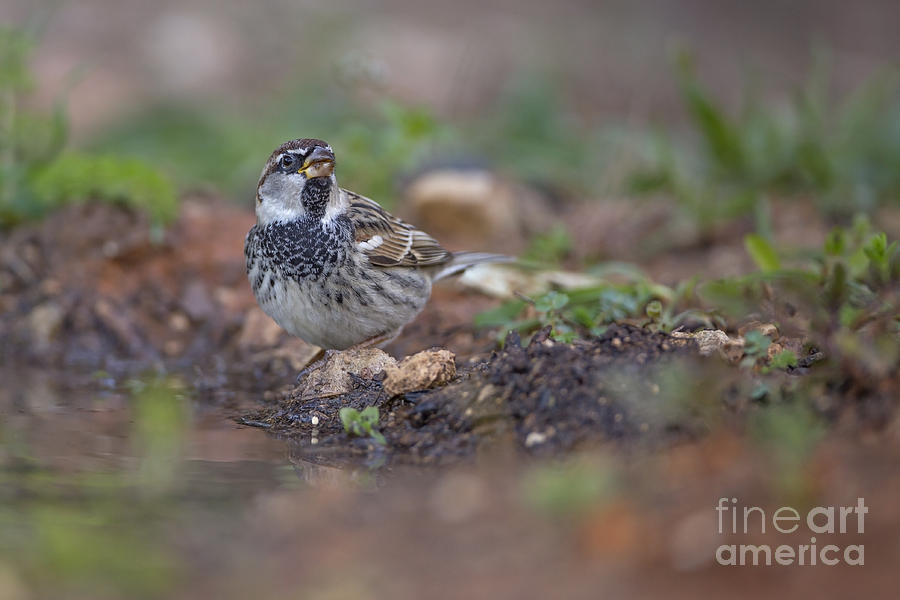Spanish sparrow #1 Photograph by Alon Meir