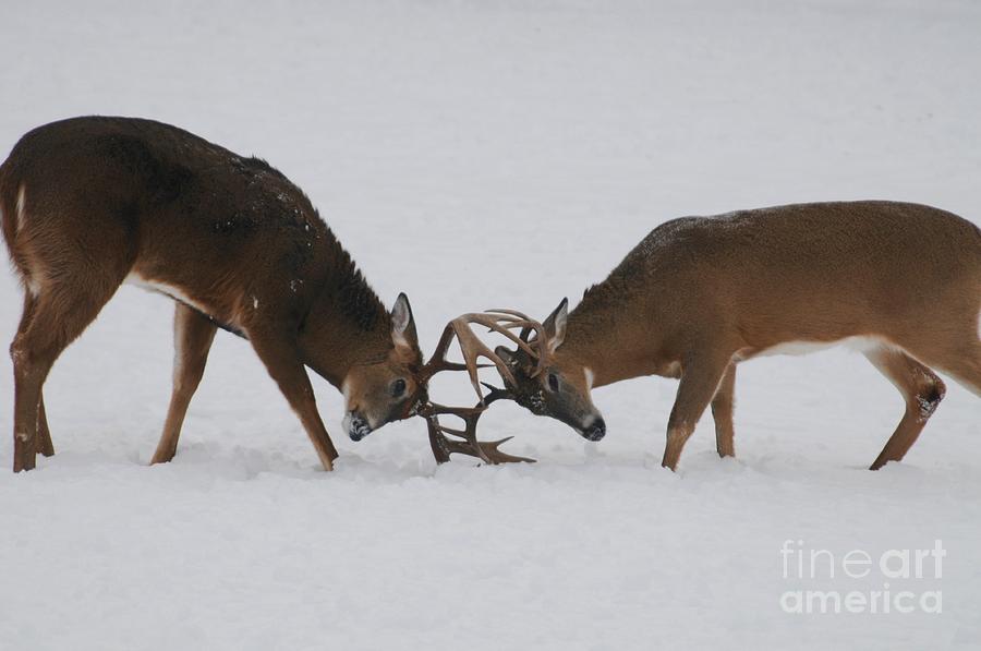 Sparring Bucks #1 Photograph by Sandra Updyke
