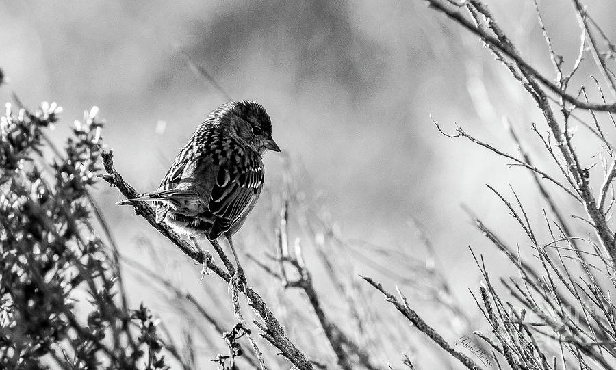 Snarky Sparrow, Black and White Photograph by Adam Morsa