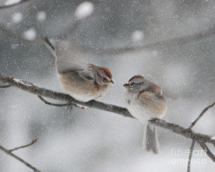Sparrow Kiss #1 Photograph by Lila Fisher-Wenzel