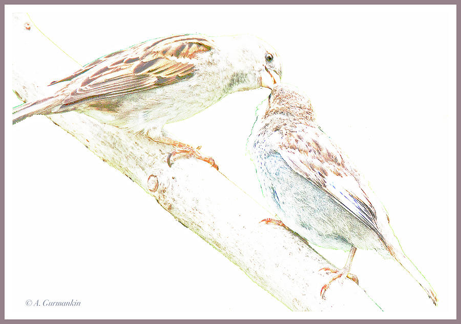 Sparrow Mother Feeds Juvenile Digital Art
