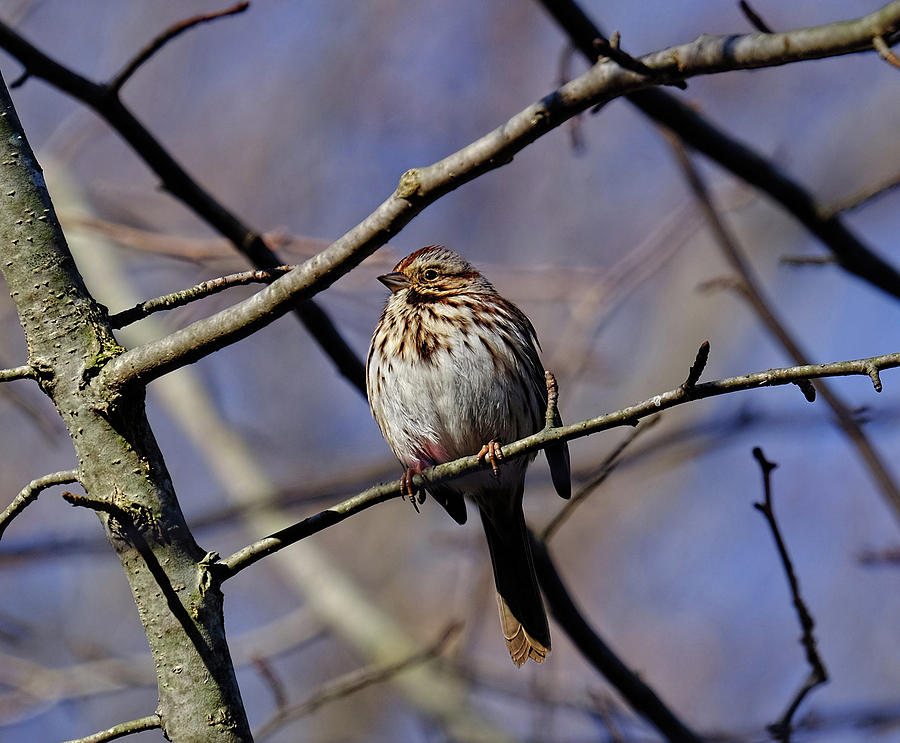 Sparrow #1 Photograph by Ronda Ryan