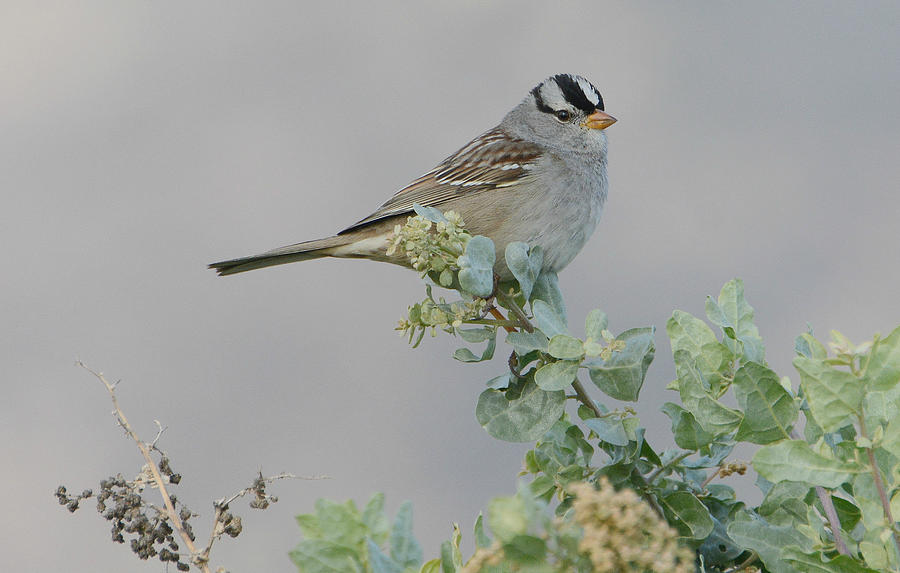 Sparrow Song #1 Photograph by Fraida Gutovich