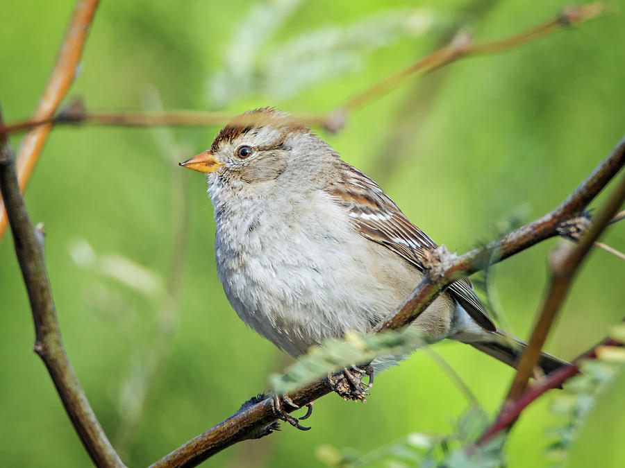 Sparrow #1 Photograph by Tam Ryan