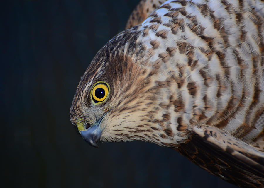 Sparrowhawk #1 Photograph by Gavin MacRae