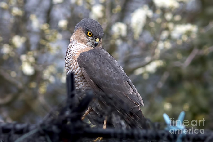 Sparrowhawk: September 2023 bird of the month - The English Garden