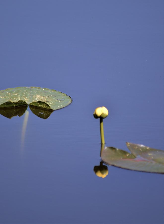 Spatterdock Reflections #1 Photograph by Warren Thompson