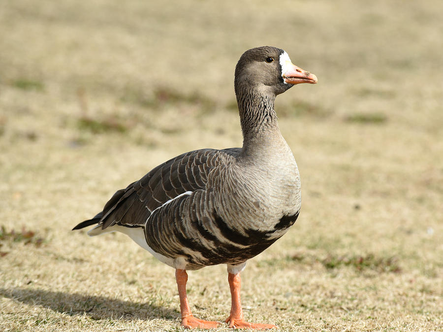 Specklebelly Goose Photograph by Katie Weller