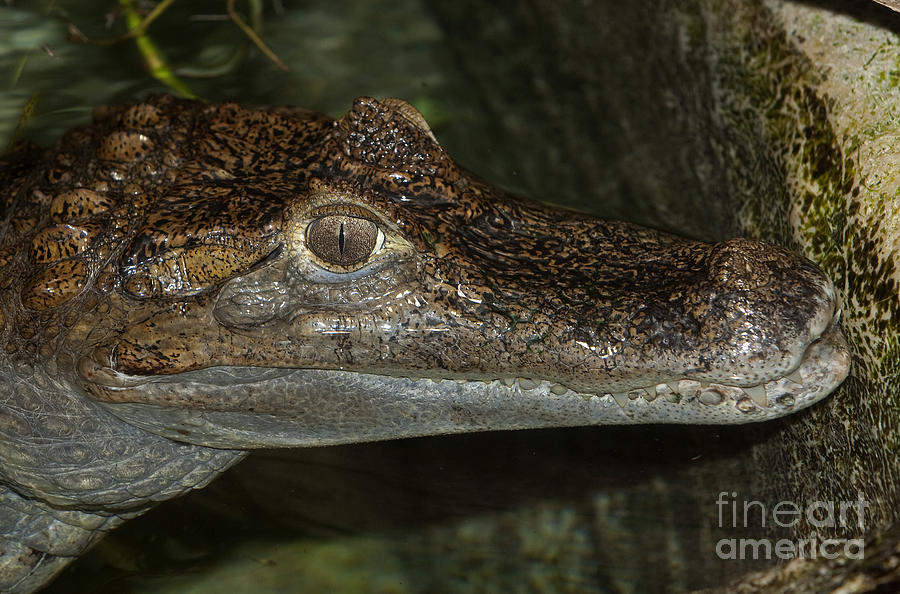 Spectacled Caiman Caiman Crocodilus #1 Photograph by Gerard Lacz