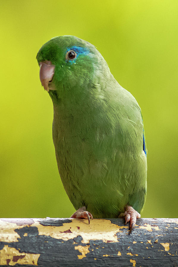 Spectacled Parrotlet Panaca Quimbaya Colombia Photograph by Adam Rainoff