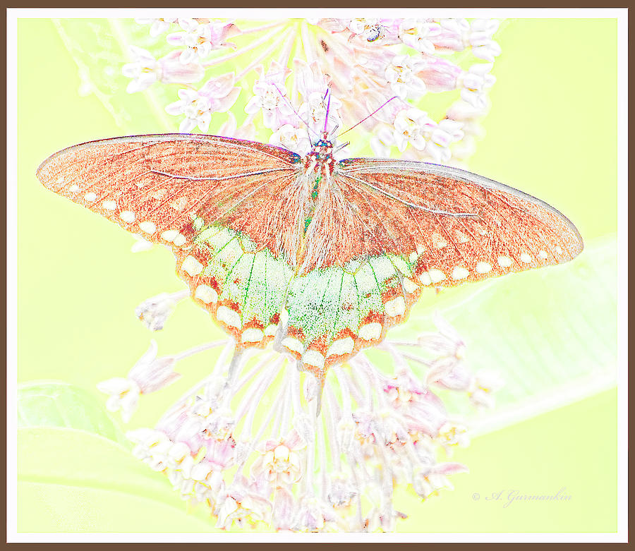 Spicebush Butterfly on Milkweed, Animal Portrait #1 Digital Art by A Macarthur Gurmankin