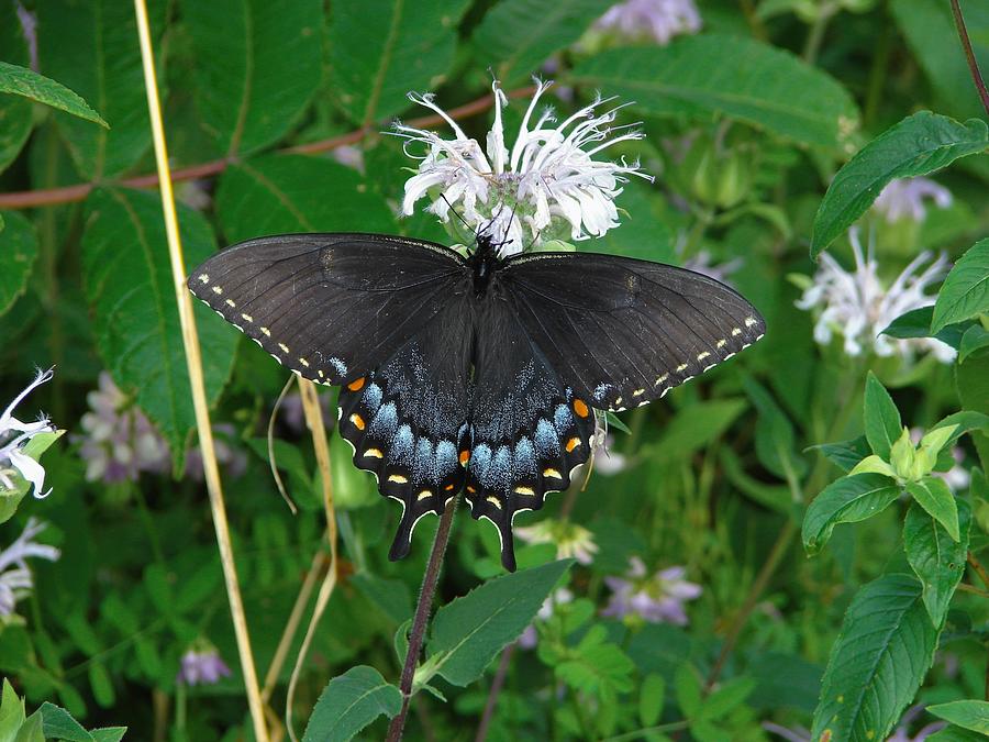 Butterfly Photograph - Spicebush Swallowtail #1 by Carl Moore