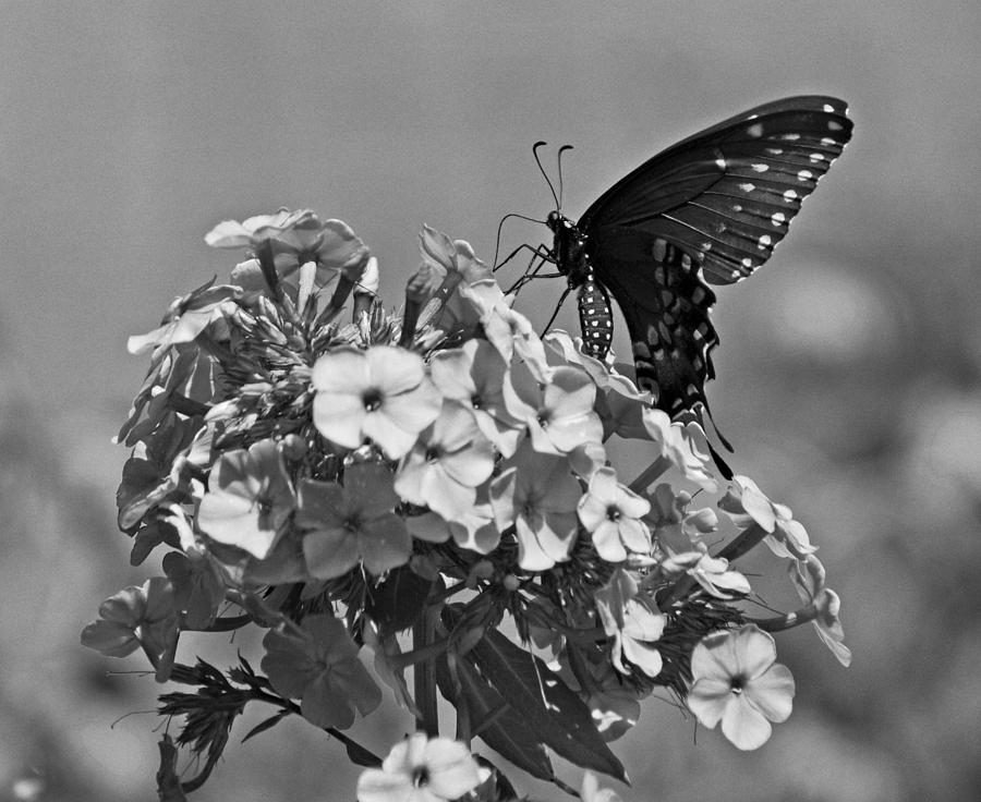 Spicebush Swallowtail #1 Photograph by Sandy Keeton