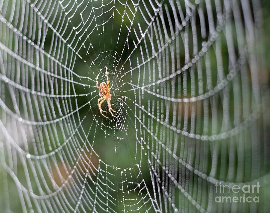 Spider in a Dew Covered Web #1 Photograph by Bruce Block