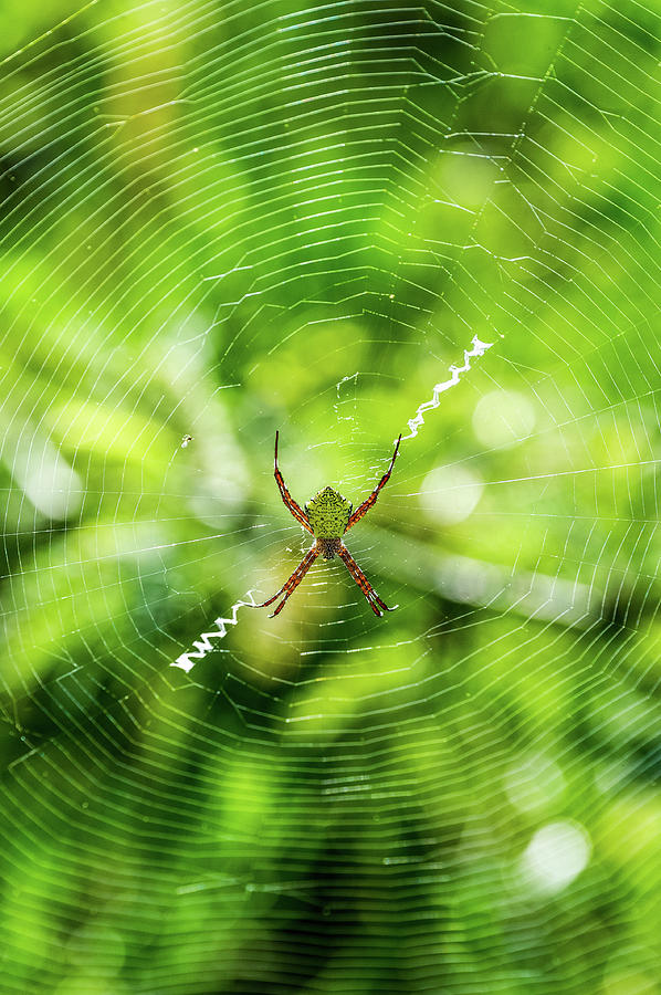 Paradise for spiders что с каналом