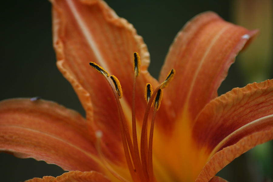 Spider Photograph - Spider Lily #2 by Cathy Harper