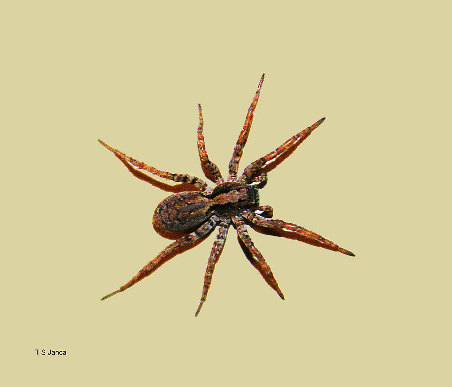 Spider Resider #1 Digital Art by Tom Janca