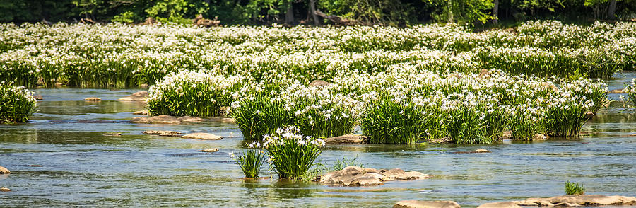 Spider Water Lilies In Landsford State Park South Carolina #1 Photograph by Alex Grichenko