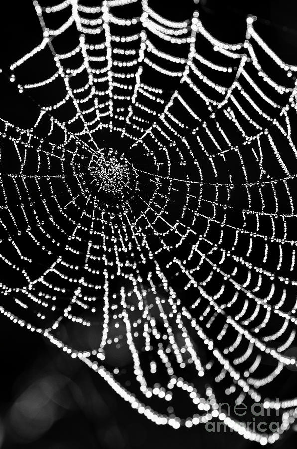 Spider Web Jewels #2 Photograph by Tamara Becker
