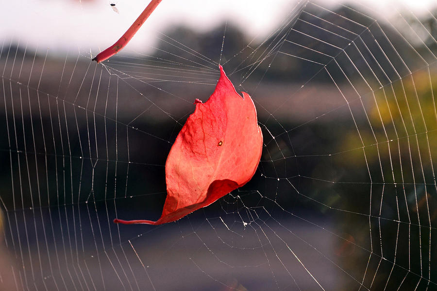 Spider Digital Art - Spider Web #1 by Maye Loeser