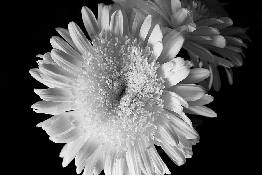 Spiders And Disbuds Flowers Photograph by Dave Pattinson