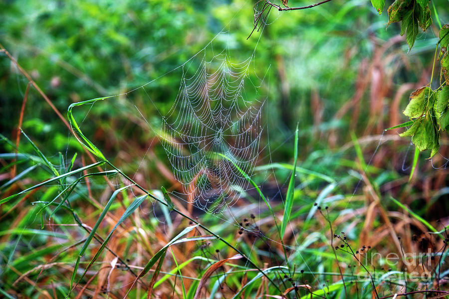 Spiders Web #1 Photograph by David Arment