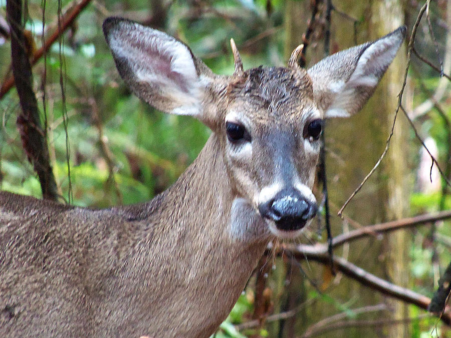 length of counable point on a spike deer