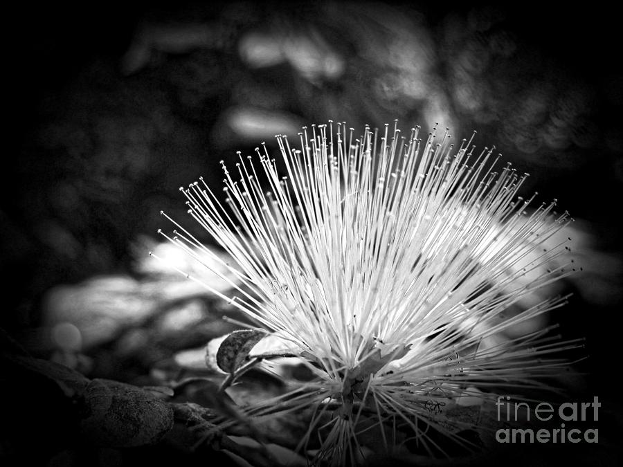 Spiked Photograph by Onedayoneimage Photography