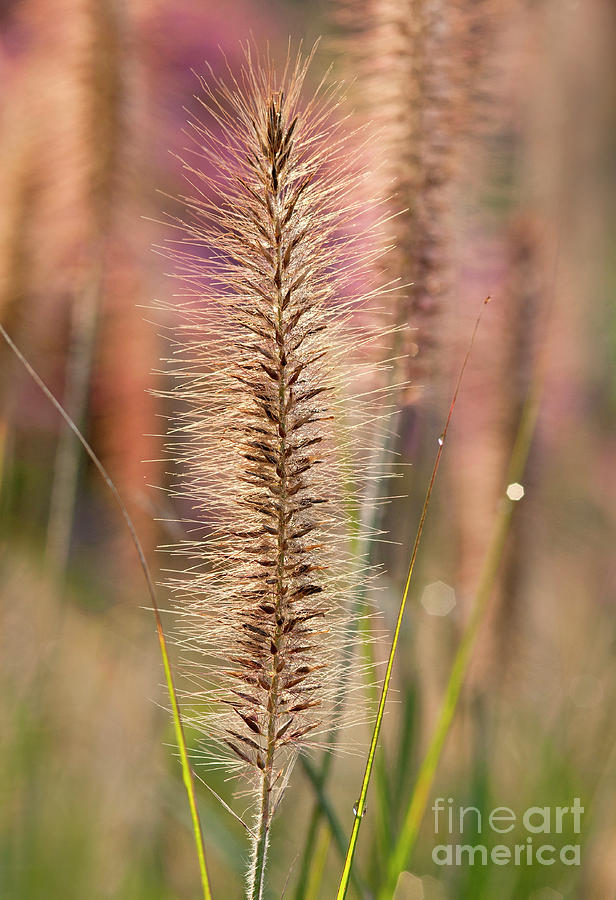 Grasses Photograph - Spiky #1 by Claudia Kuhn