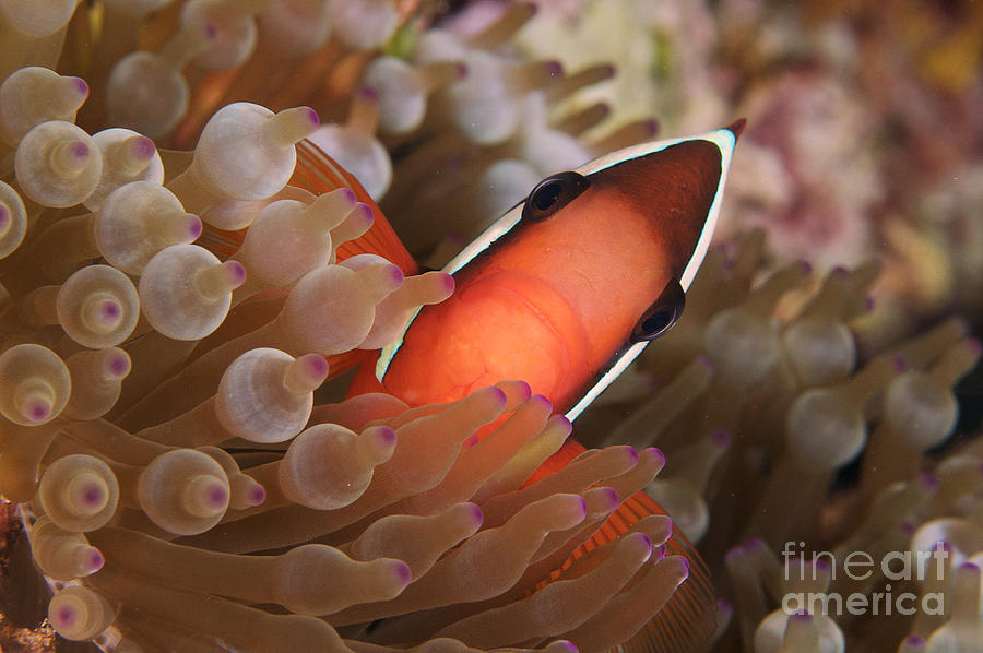 Anemone Photograph - Spine-cheek anemonefish #1 by Steve Rosenberg - Printscapes