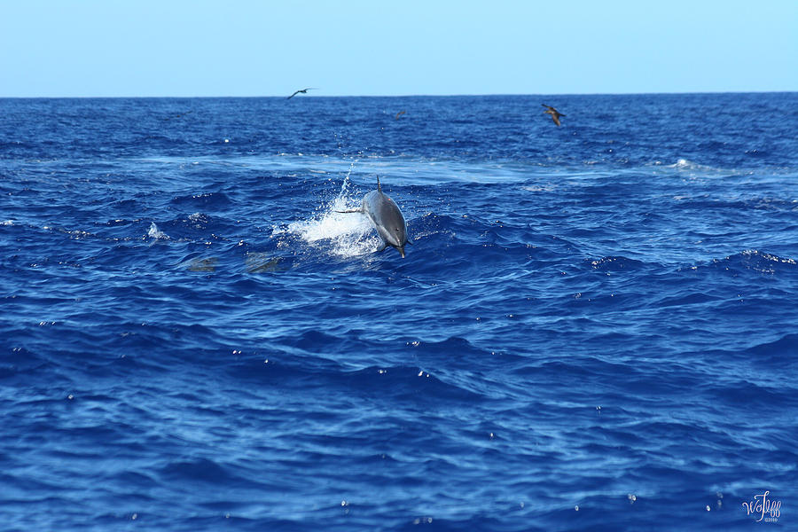 Spinner Dolphins Photograph by Thea Wolff - Fine Art America