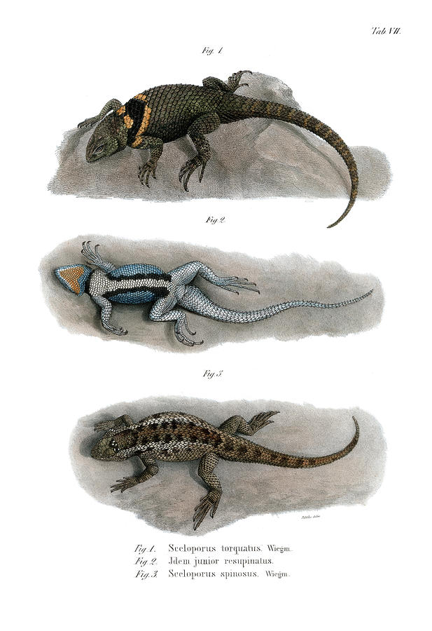 Spiny Lizards, Sceloporus #1 Drawing by Carl Wilhelm Pohlke