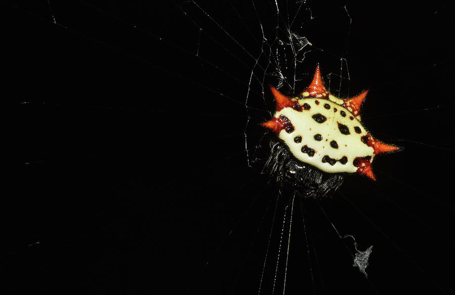 Spiny Orb Weaver #1 Photograph by Larah McElroy