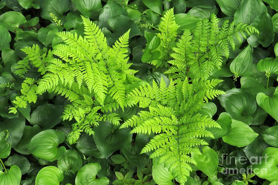 Nature Photograph - Spiny wood fern #2 by Frank Townsley