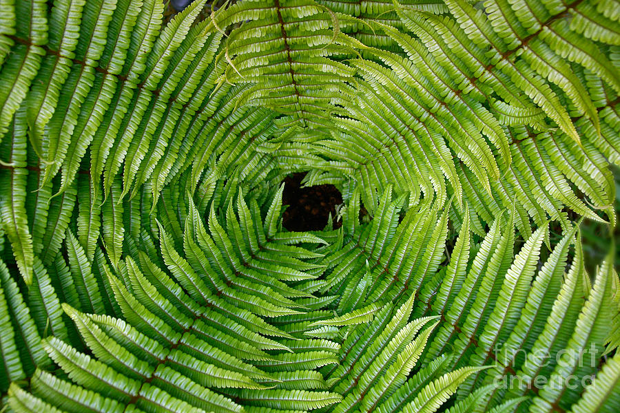 Spiraling Ferns Photograph