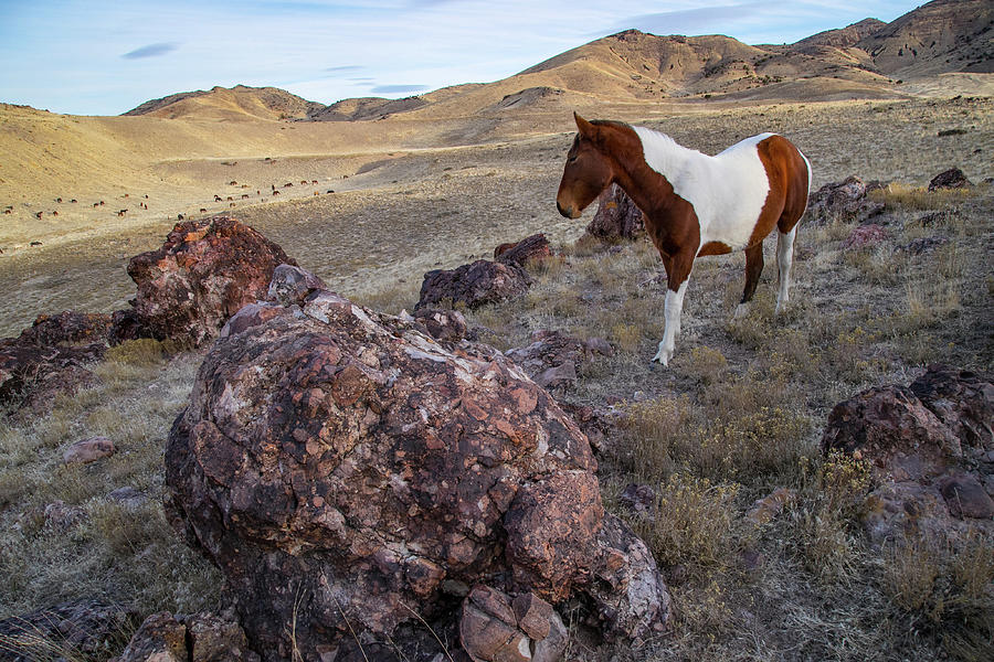 Horse Photograph - Spirit #1 by Kent Keller