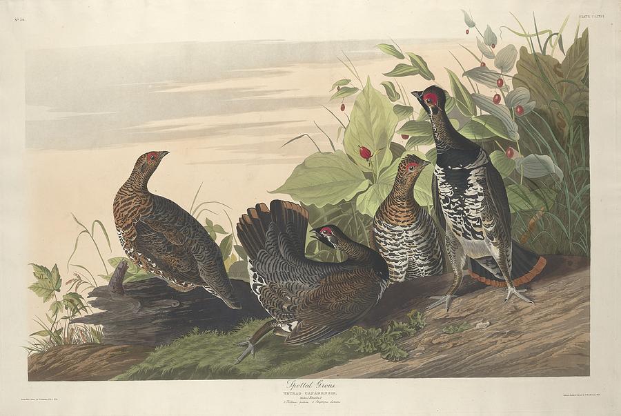 Spotted Grouse #1 Drawing by Dreyer Wildlife Print Collections 
