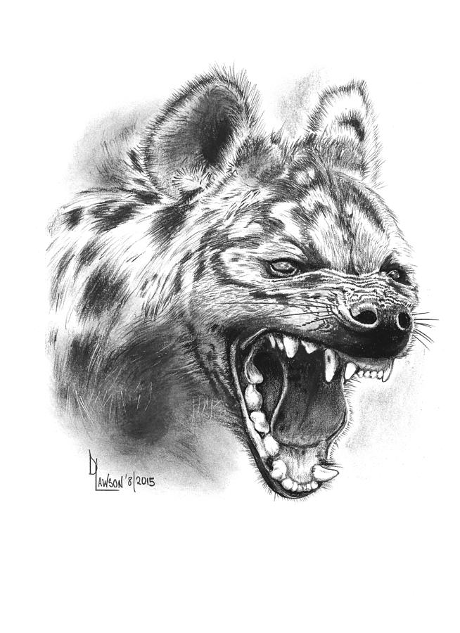 Spotted Hyena Drawing by Dave Lawson.