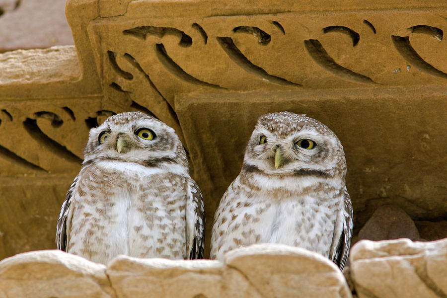Spotted Owlets Photograph