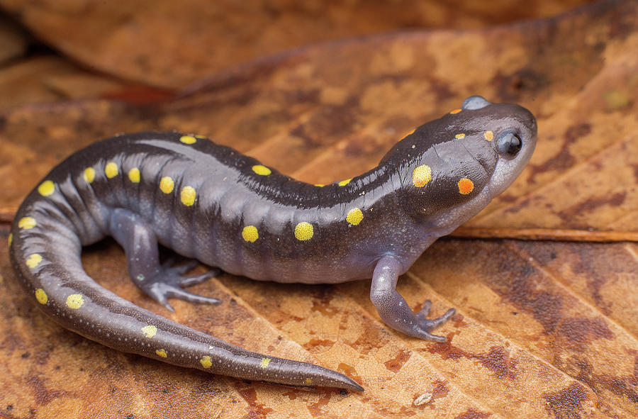 Spotted Salamander #1 Photograph by Derek Thornton